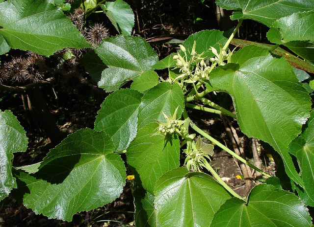 Entelea arborescens