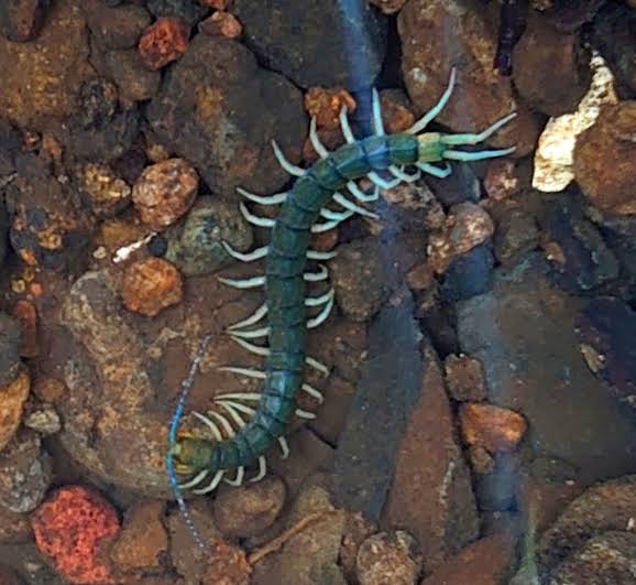 The newly found amphibious centipede.