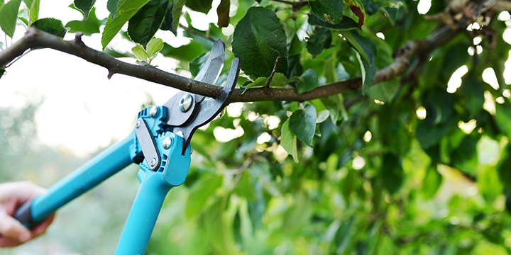 Is It Okay to Prune Trees in the Spring? | Expert Tree Service I Treenewal