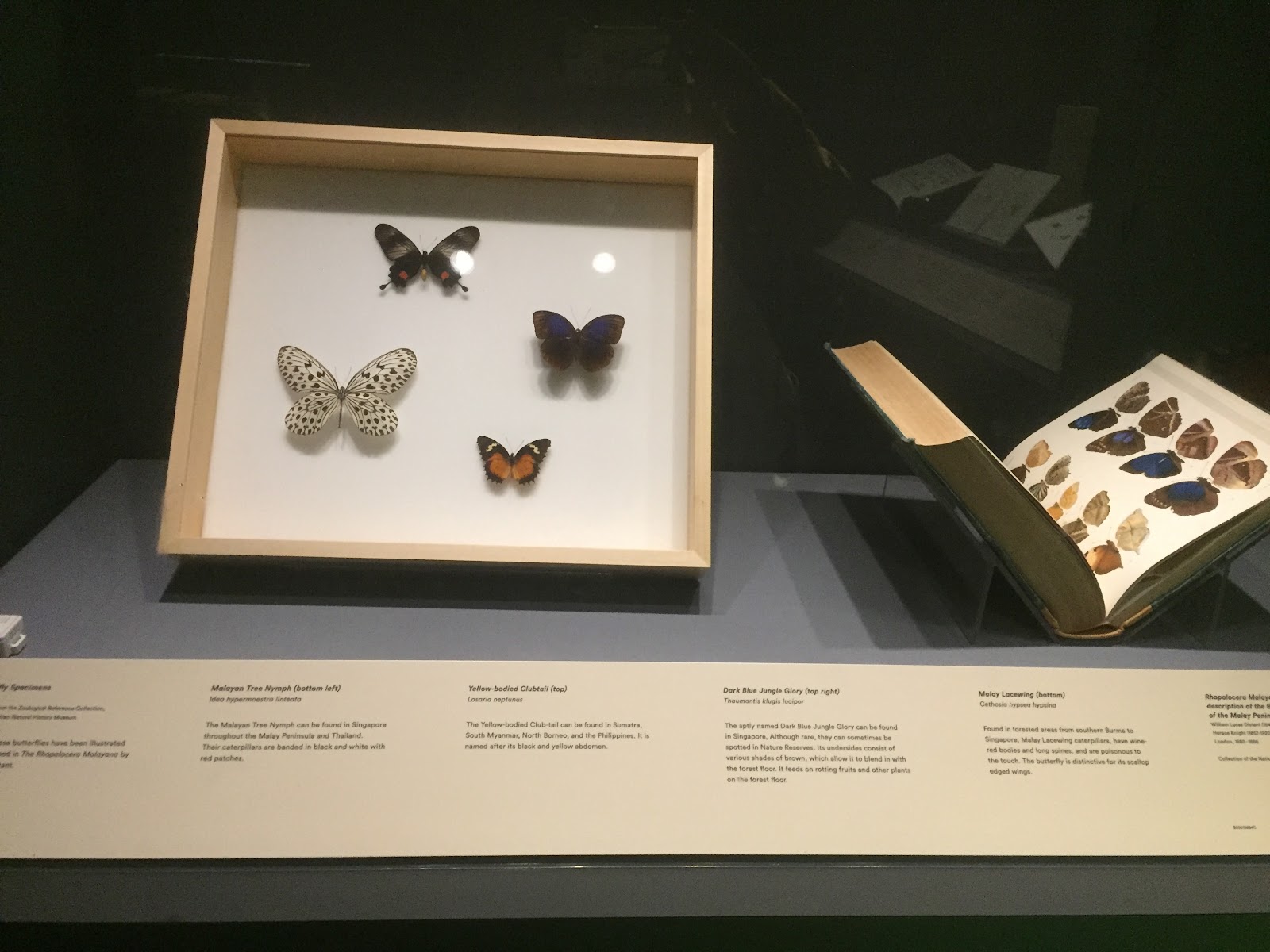 Preserved butterfly specimen 