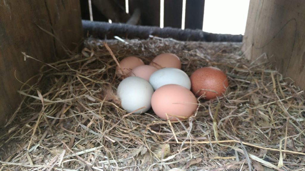 nesting-box-full-of-different-colored-eggs