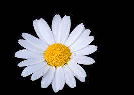 Image result for daisy flower