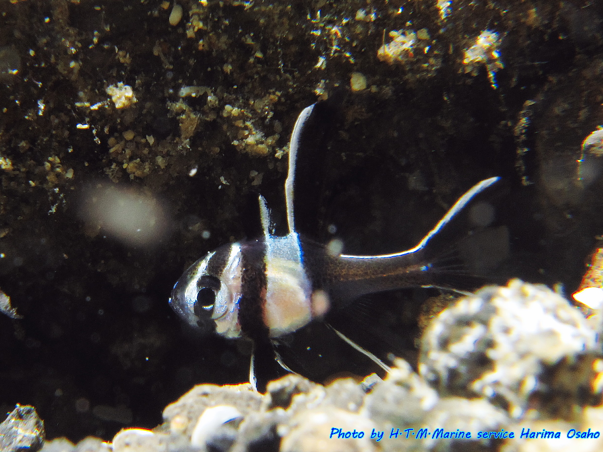 口から外へ放たれて間もないプテラポゴン・カウデルニイの幼魚