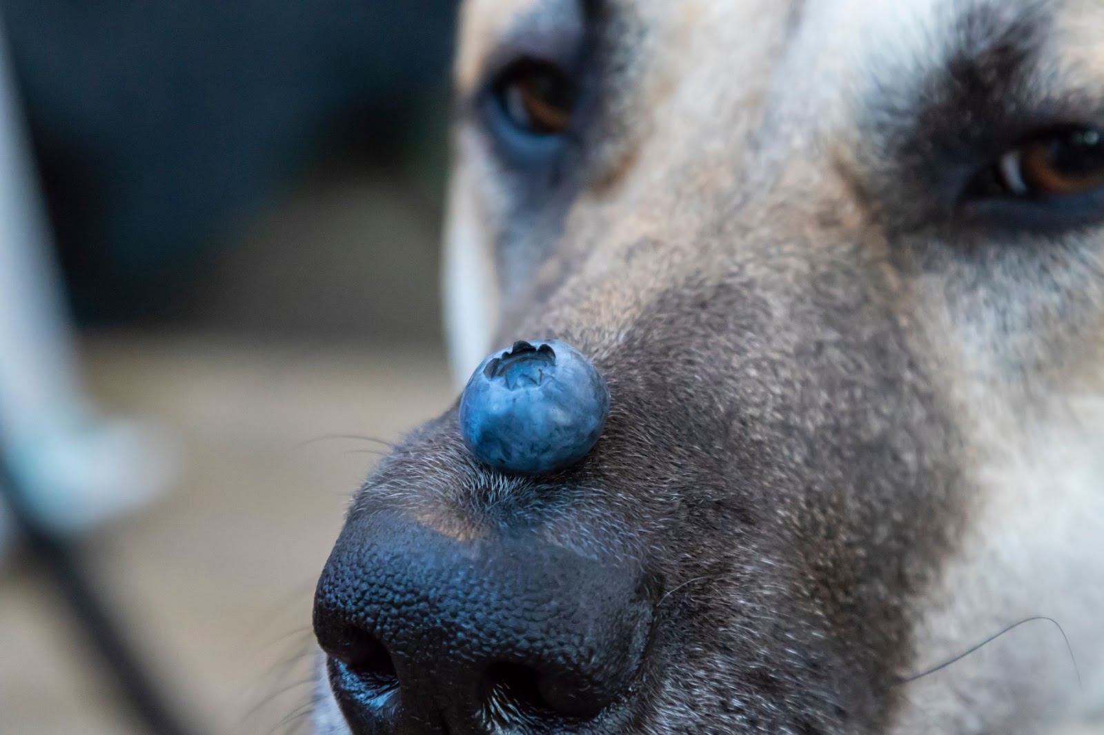 A Cute dog with a blueberry on his nose