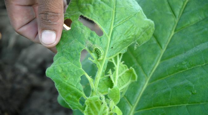 1. Cara Memilih Sayuran Segar - Bebas Pestisida