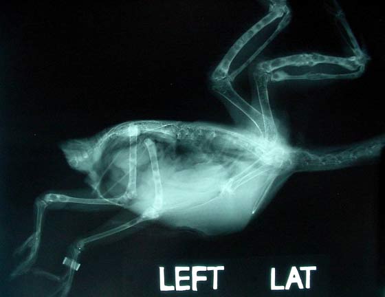 Lateral radiographs of a Papuan Bare-eyed Mountain Pigeon (Columba corensis) with tuberculosis caused by M. avium.