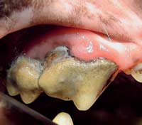 Periodontitis in the dog