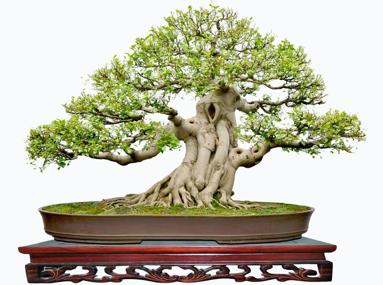 Cây Xanh Miền Nam chuyên cung cấp bonsai