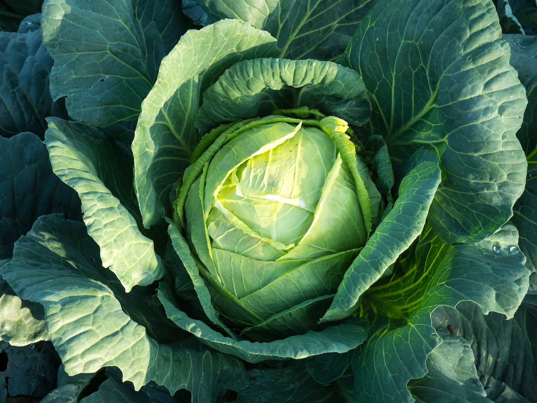 cabbage closer look