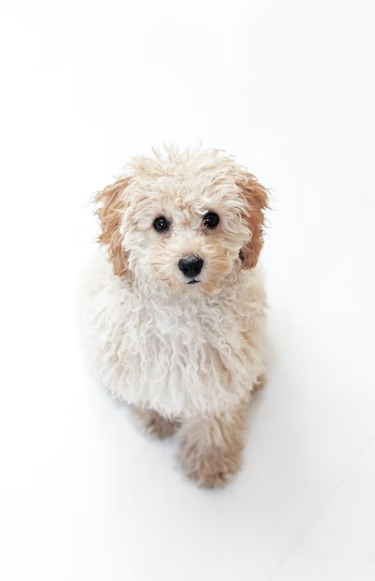 Are Poodles Hypoallergenic?