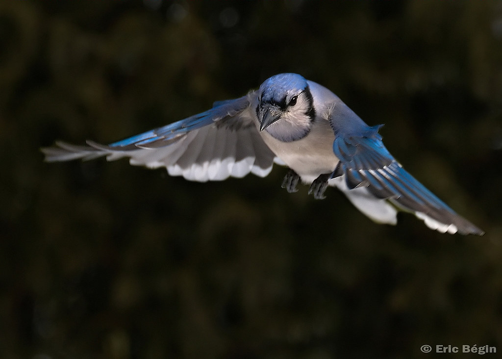 Blue Jay / Geai bleu | Eric Bégin | Flickr