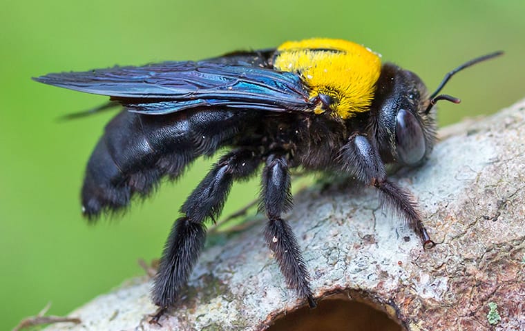 Carpenter Bees: Overview