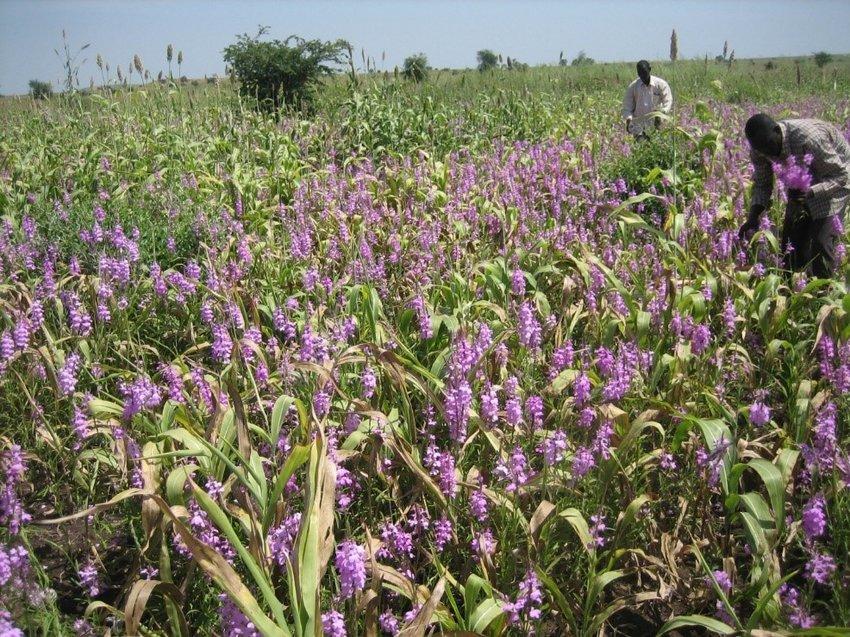 Striga parasitizing rain-fed sorghum in Sudan. | Download Scientific Diagram