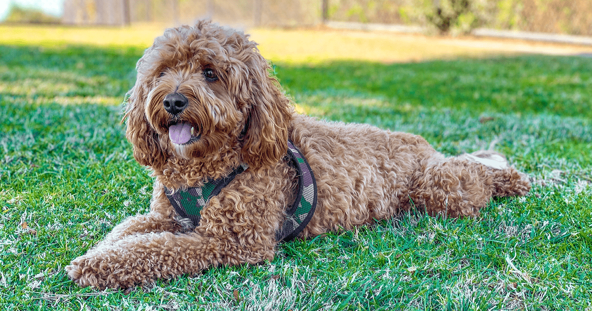 Cute Cavapoo dog