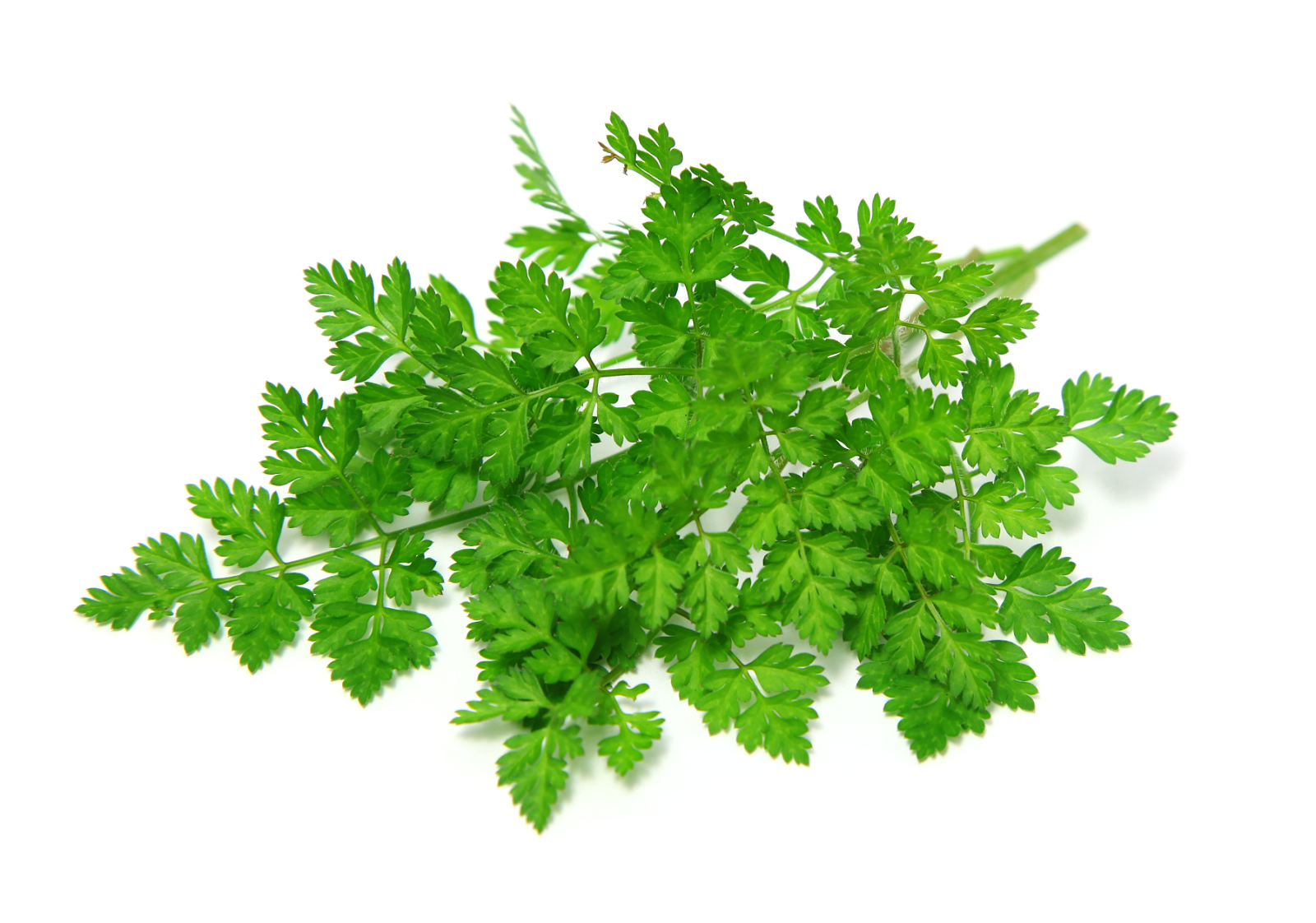 Chervil Parsley Substitutes
