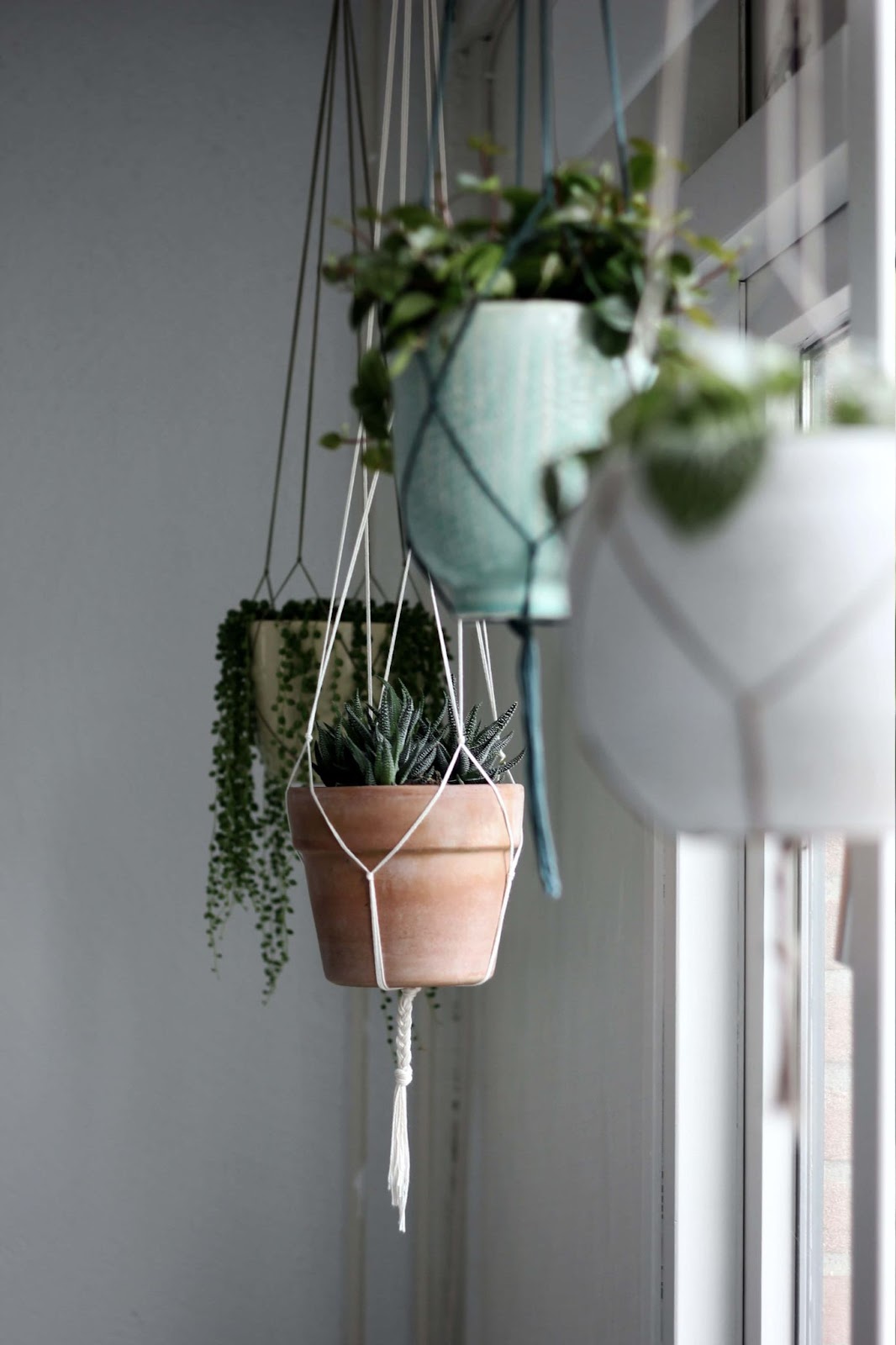 gardening inside apartment