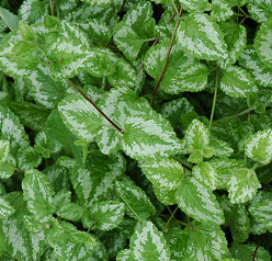 Related image