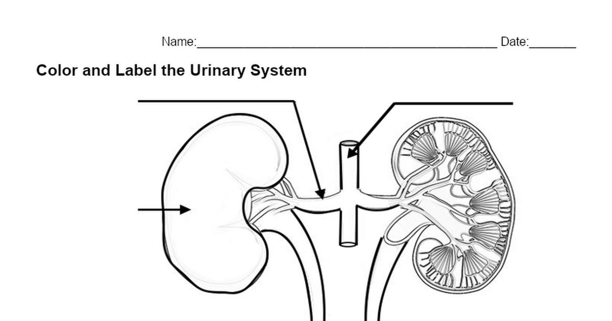 Download Color and Label the Urinary System - Google Docs