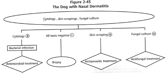 The dog with nasal dermatitis