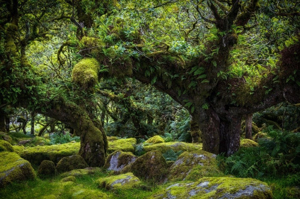 forêt magique