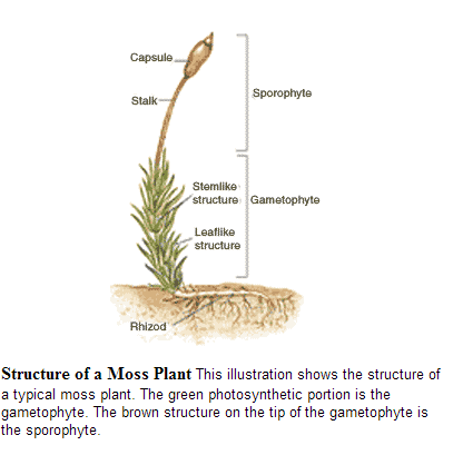 Amy B's Bio 20 Blog: Plantae