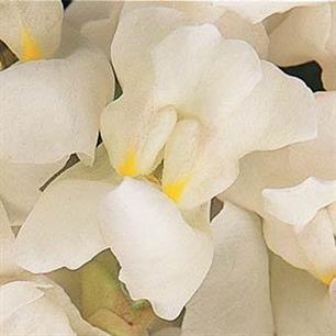 Solstice White Snapdragon
