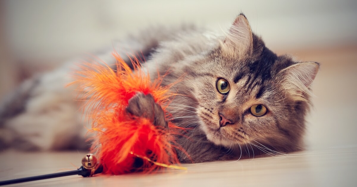 votre chat peut avoir besoin d'attention dans la journée