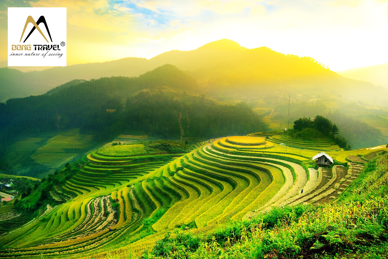 Ngắm Ruộng Bậc Thang ở Sapa Cảnh Đẹp Mùa Lúa Chín Thôn Quê