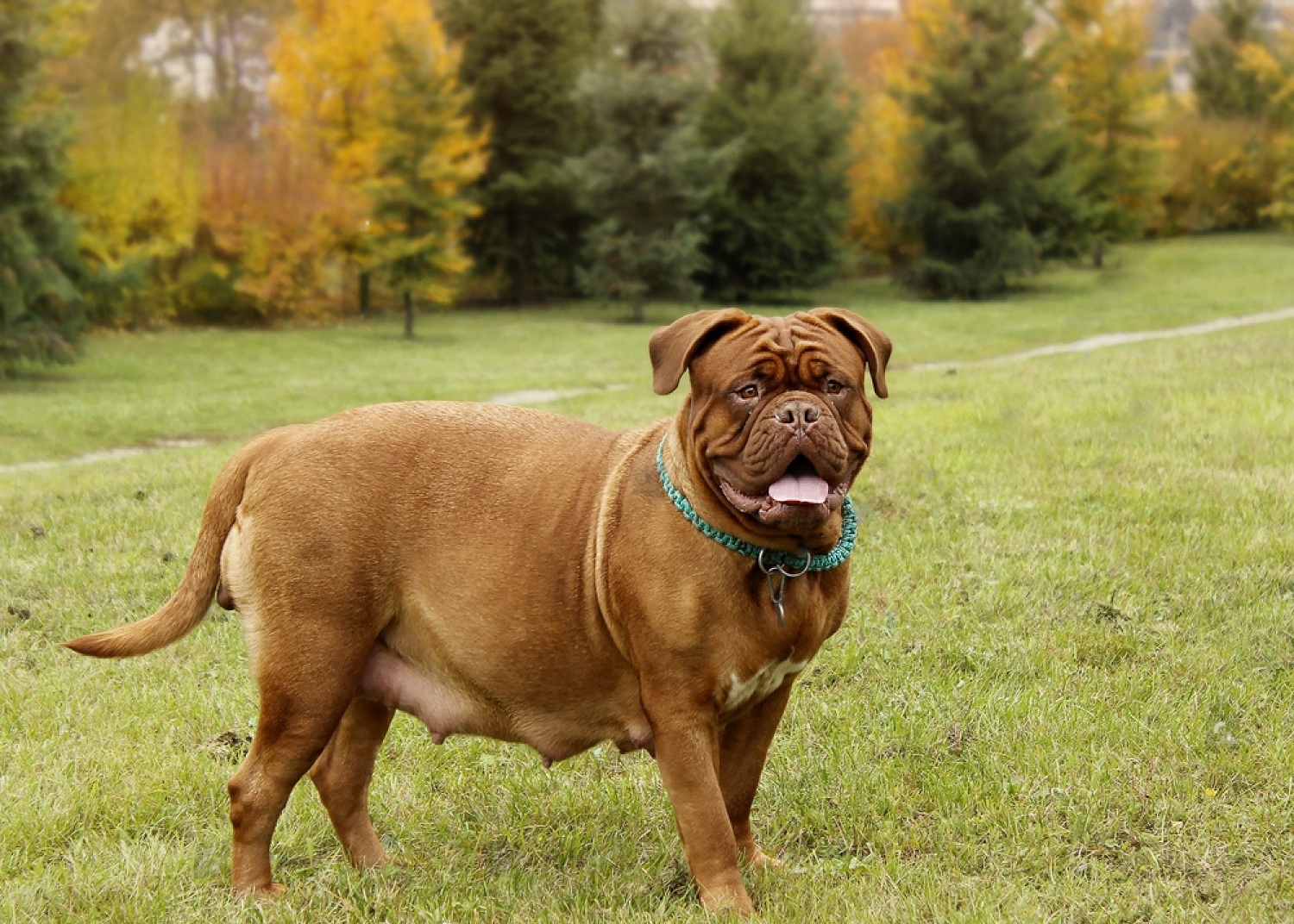 How long is a dog pregnant? Everything you need to know about canine gestation periods 7 JgxVAGFFOQQdLS8D6Hf28qcU2WajSTvtHq1O5OS7jXi78HBDDp0gIBtZ2BPQYL7y825hMJLuo9UU caqMOnnwywvJC9HjTJUtgJfzcb6Pld1WIzGqaYN3bbya3TMfaPI1brqOdmKuCjvjupB5DvRh A