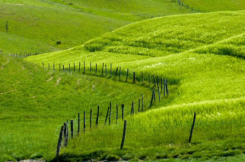 grass pasture