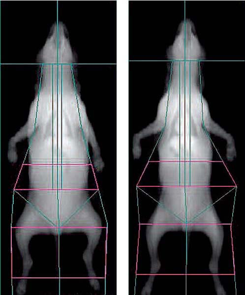 Images (obtenues par la technique de dexa) d’un labrador male stérilisé de 4,5 ans, avant (t0) et 5 mois (t+5) après la mise en place d’un régime hypoénergétique