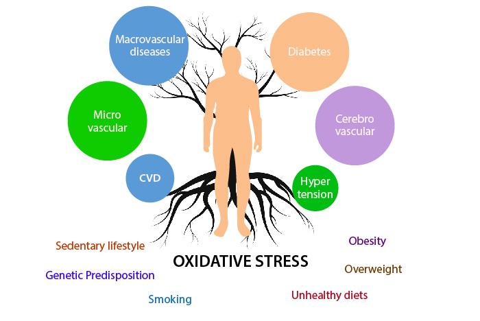 Immune response of Oxidative Stress on Health
