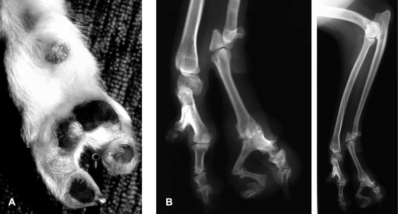 Ectrodactyly shown from the ventral perspective & radiograph of ectrodactyly showing bizarre combination of fusion and absence of bones