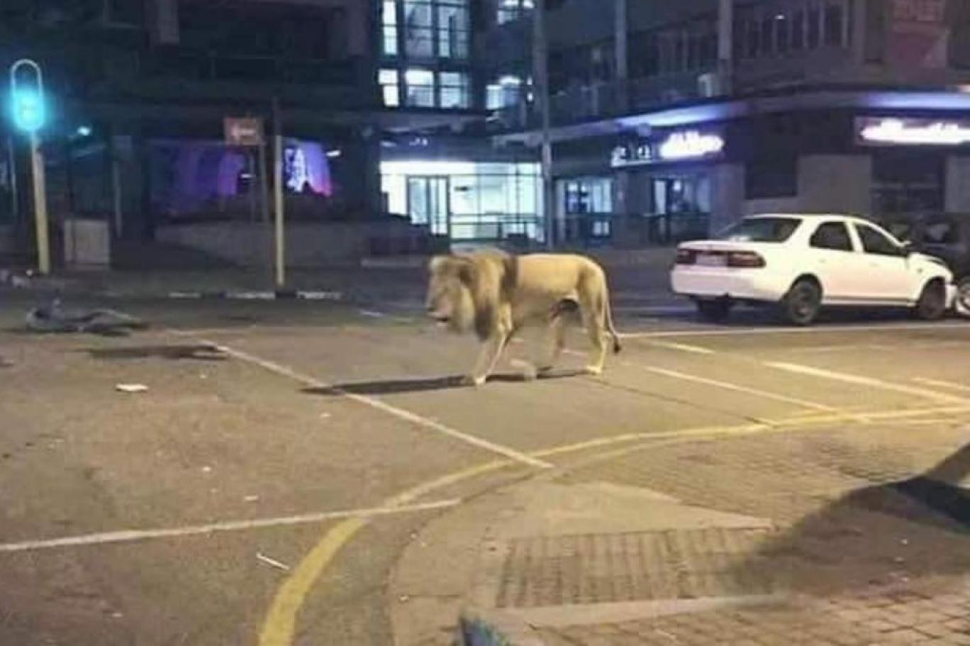 Lion On the Street