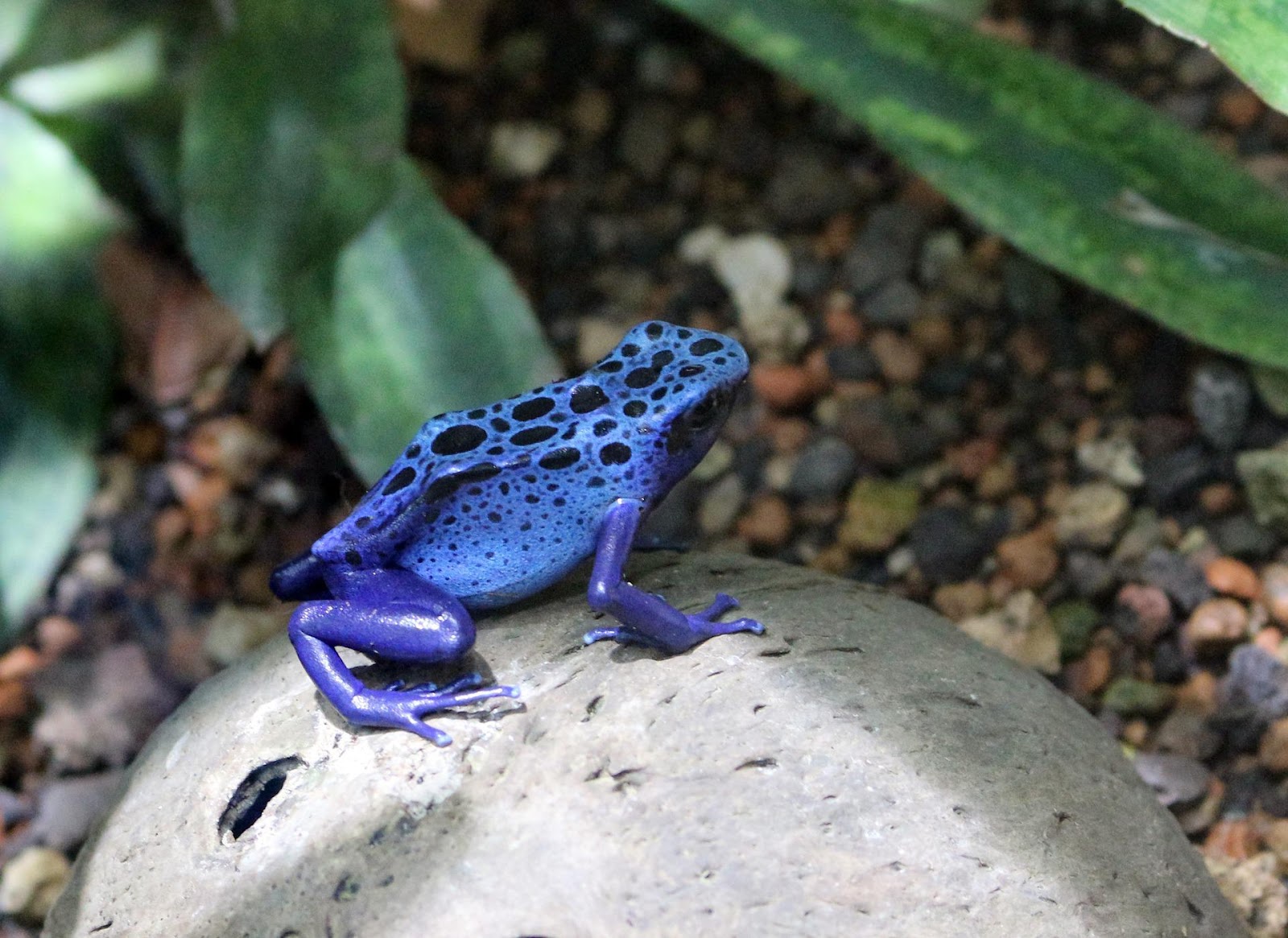Blue dart frog on a rock