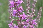 salicaria_page_27_00112_L.jpg