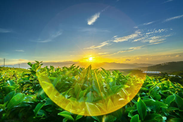 anh hoa da lat