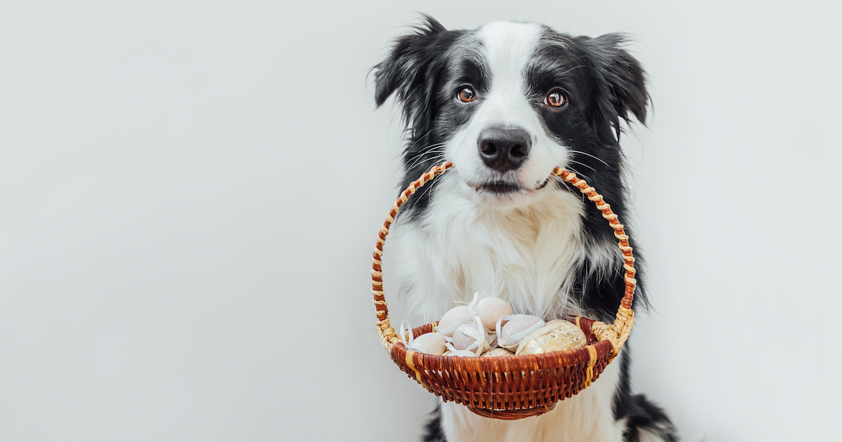 Dog holding a easter basket