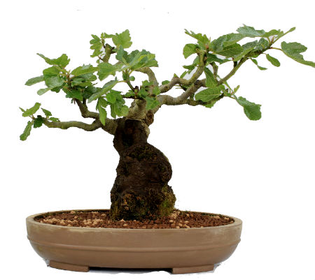 Bonsai Ficus Carica 2028 -iberbonsai