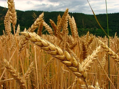 Foto colorida de um cultivo de trigo de inverno