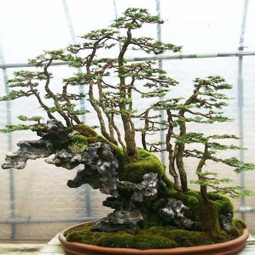 40 Most Unique And Beautiful Bonsai Trees In The World