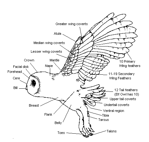 picture showing owl parts