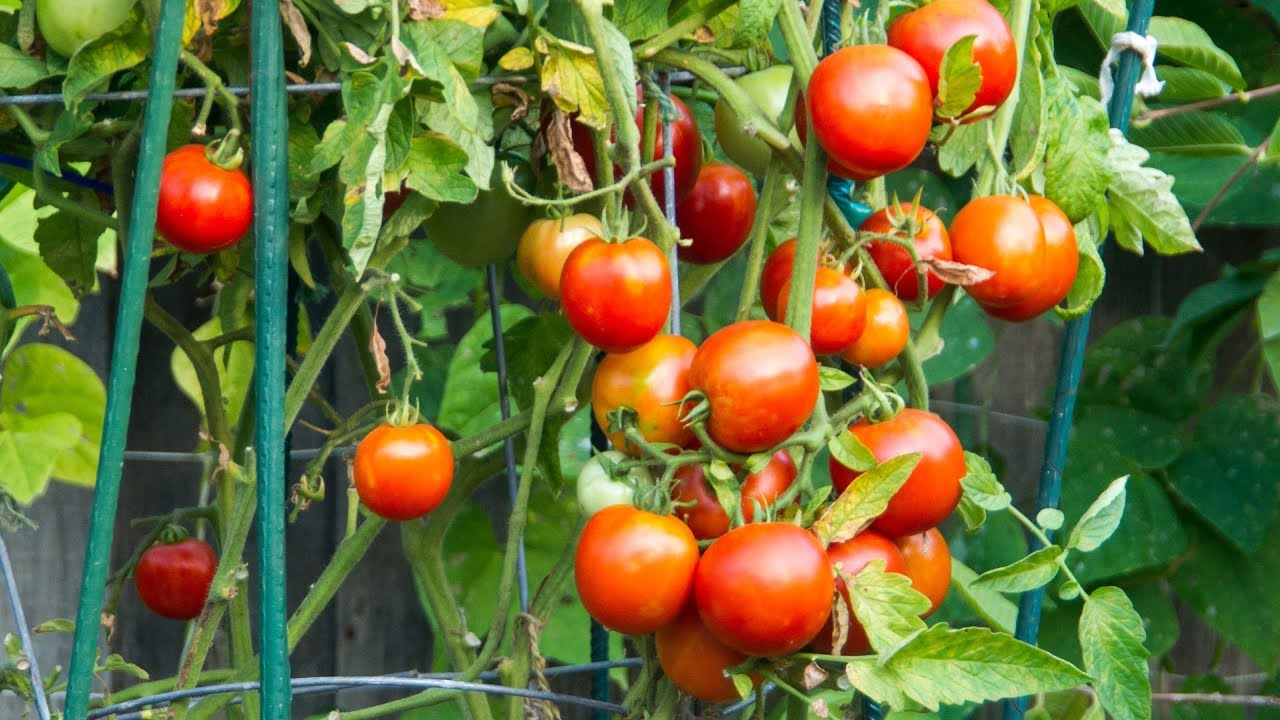 Cons of Growing Tomatoes in Cages: