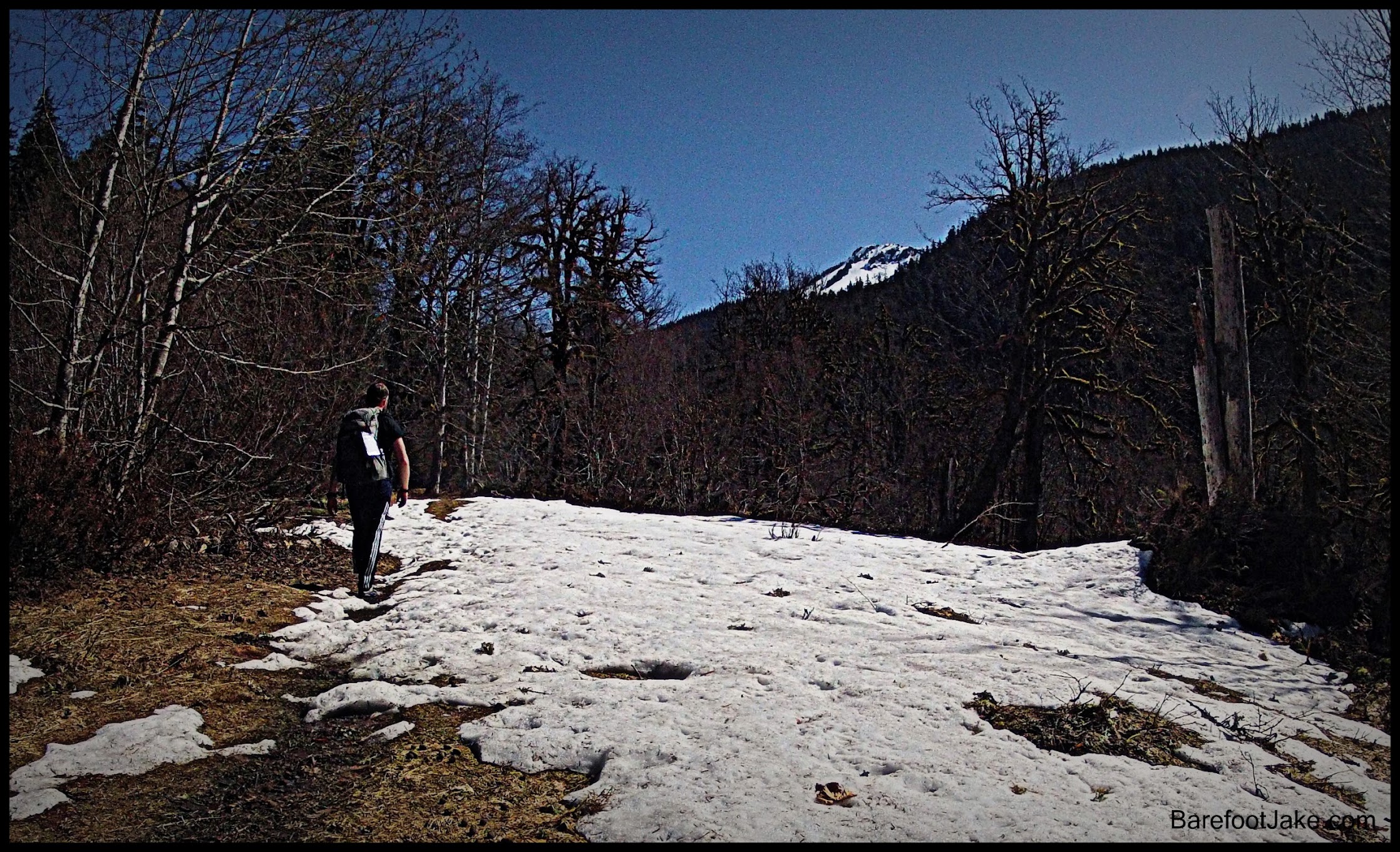 Quinault Trail