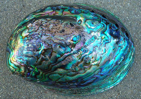 Polished Green Paua Abalone Seashell (4.5-5.5") | Sea shells, Seashells for  sale, Shells