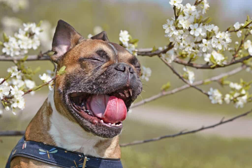 9 Real Reasons Your Dog Is Licking the Air 