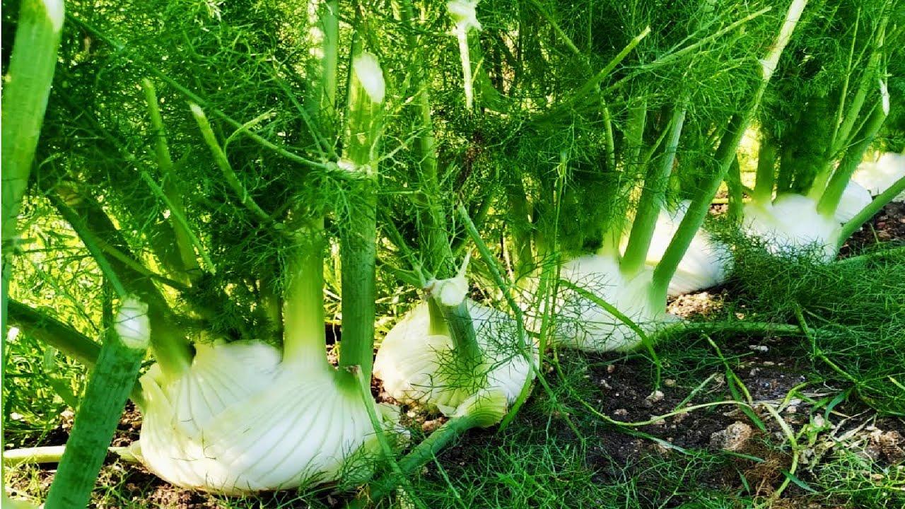 Fennel Spice Plant Cultivation Technology - Fennel Farm and Harvest - Fennel  Processing Factory - YouTube