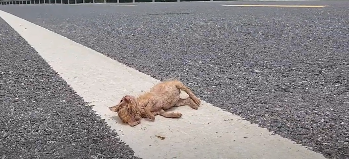 Save the cat in critical condition lying on the highway; regrettably, people have been unresponsive to this cat's plight.