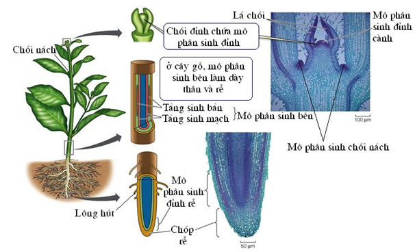 Câu hỏi trang 157 SGK TN&XH 7 CTST tập 1