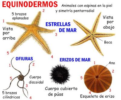 Resultado de imagen de animales(equinodermos) (ejemplos